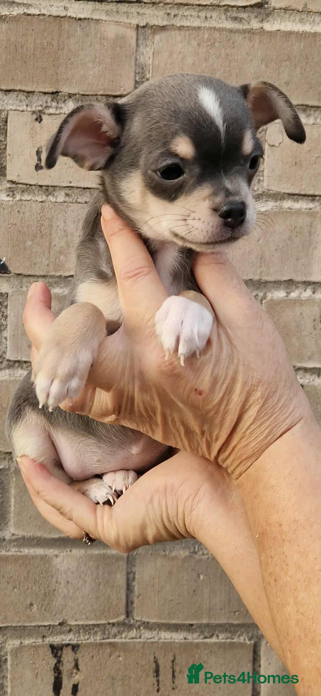 Chihuahua dogs for sale: Chihuahua - Image 8