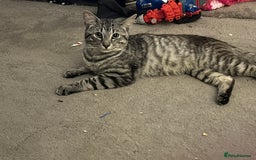 British Shorthair cats for sale: Grey tabby  - Image 2