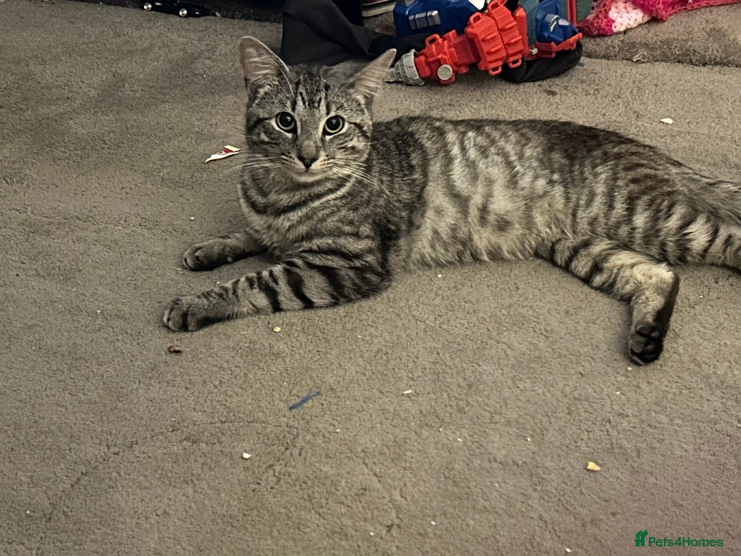 British Shorthair cats for sale: Grey tabby  - Image 2