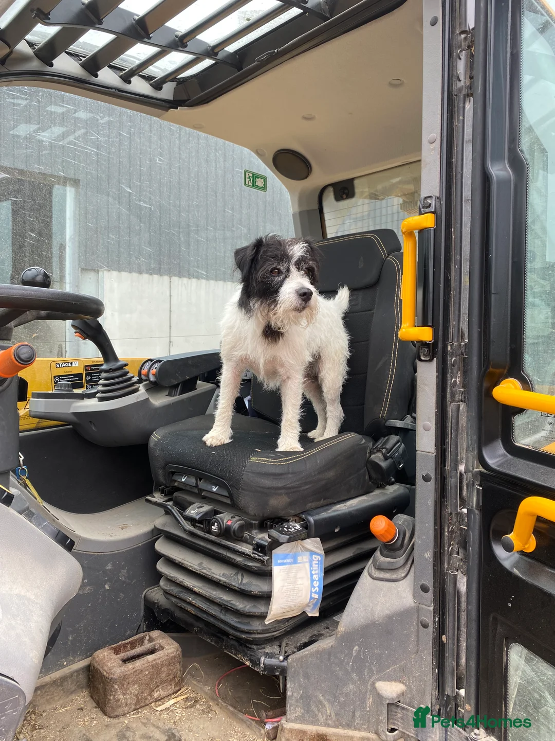 Parson Russell dogs for stud: KC parsons Russell for stud  - Advert 5