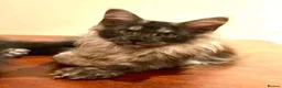 Maine Coon cats for sale: ⚜️ championline maine coon kittens ⚜️ polydactyl - Advert 4