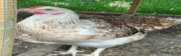 Chickens poultry for sale: Hybrid Hens - Advert 11