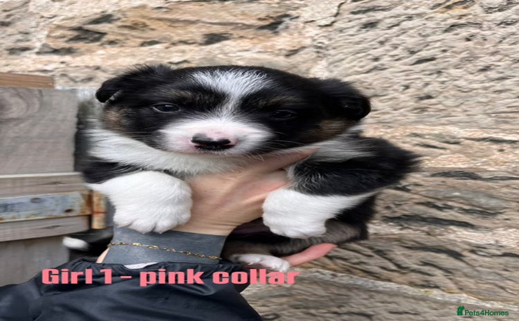 Border Collie dogs - Advert 2