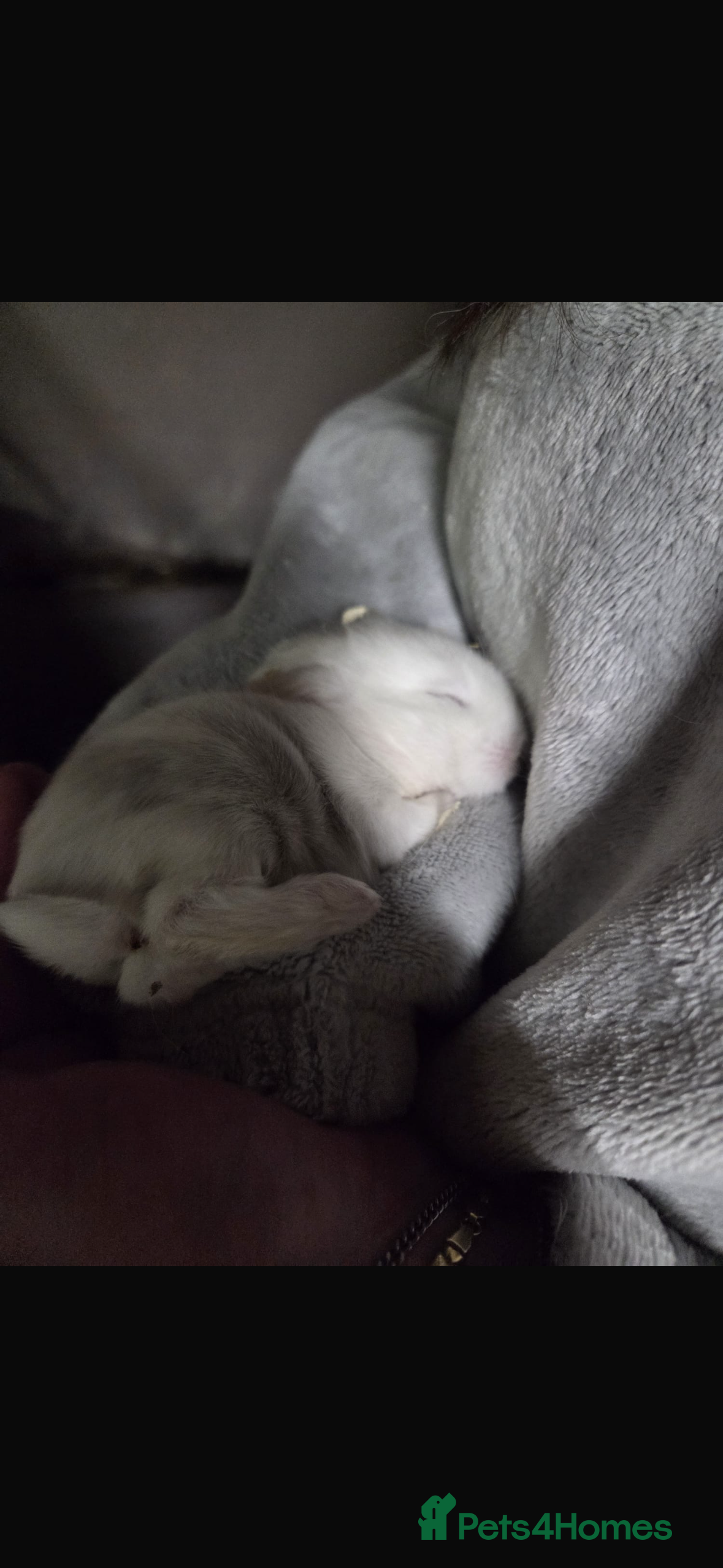 Mixed Breed rabbits Mini lop x Netherlands dwarf bunnies  - Advert 7