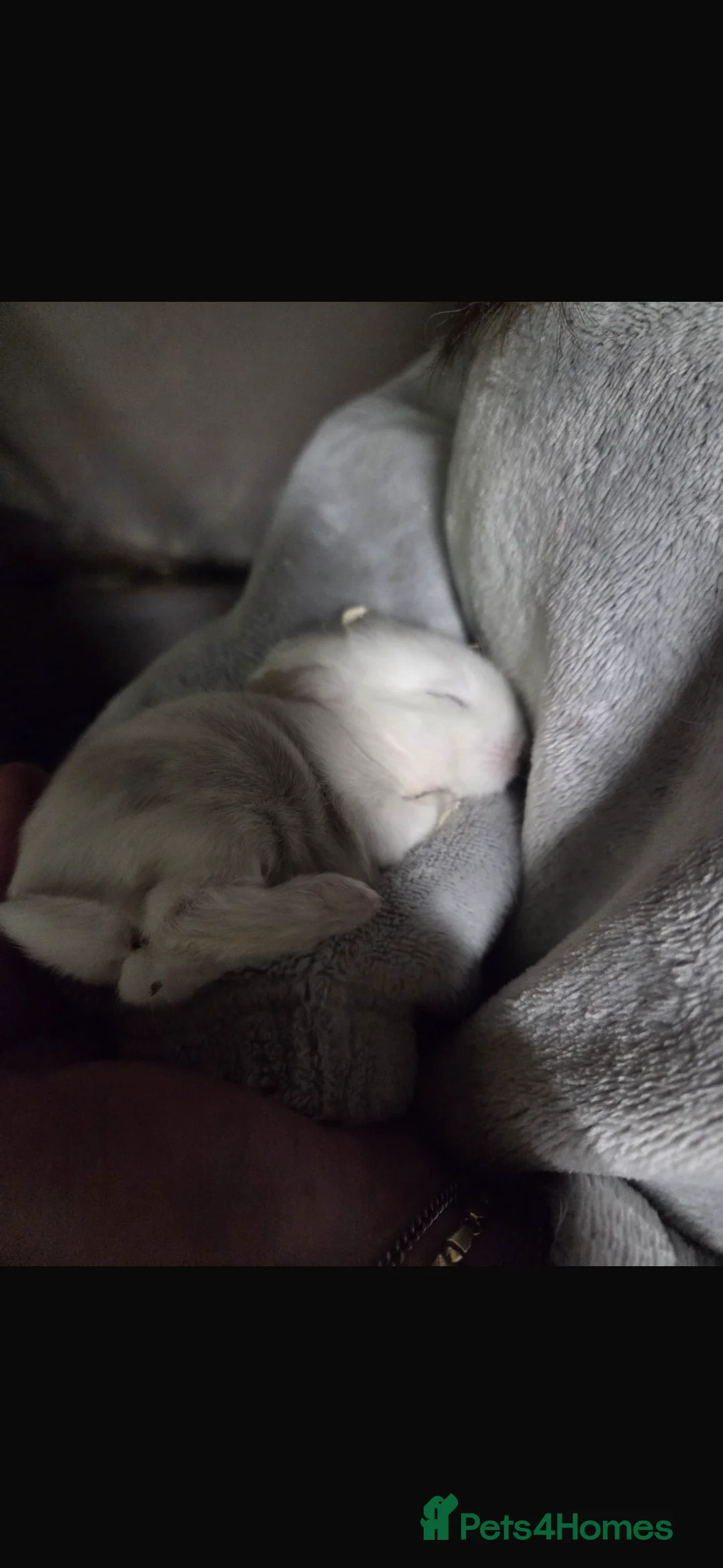 Mixed Breed rabbits for sale: Mini lop x Netherlands dwarf bunnies  - Advert 2