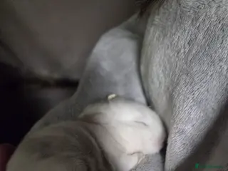 Mixed Breed rabbits Mini lop x Netherlands dwarf bunnies - Advert 7