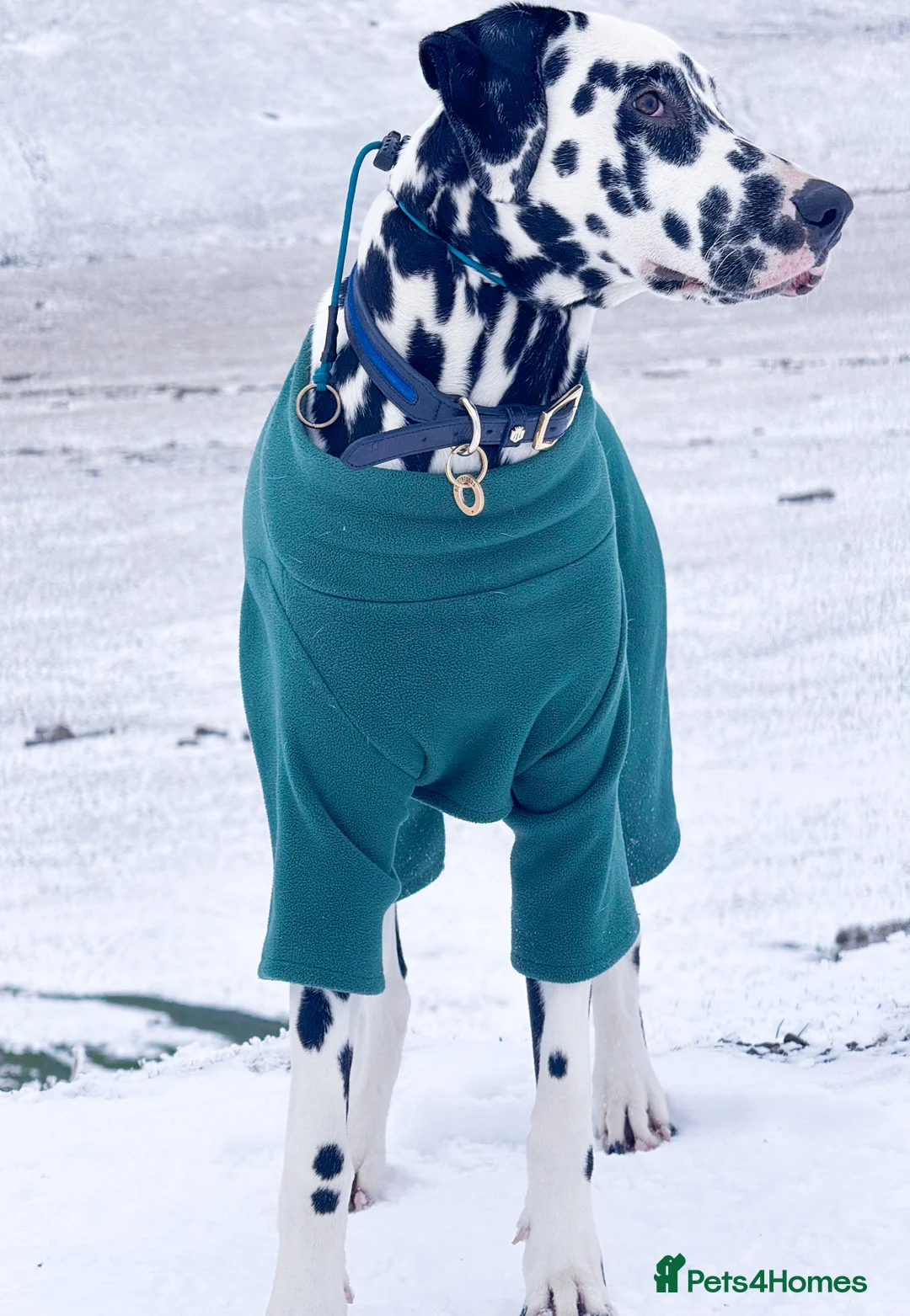Dalmatian dogs for stud: KC Registered Dalmatain For Stud - Advert 6