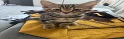 Mixed Breed cats for sale: Tabby kittens - Advert 6
