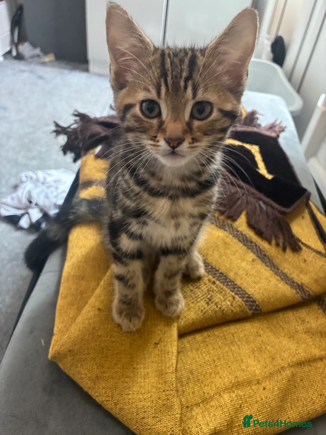 Mixed Breed cats for sale: Tabby kittens - Advert 6