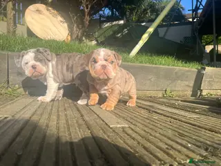 Olde English Bulldogge dogs Old English bulldog - Advert 6