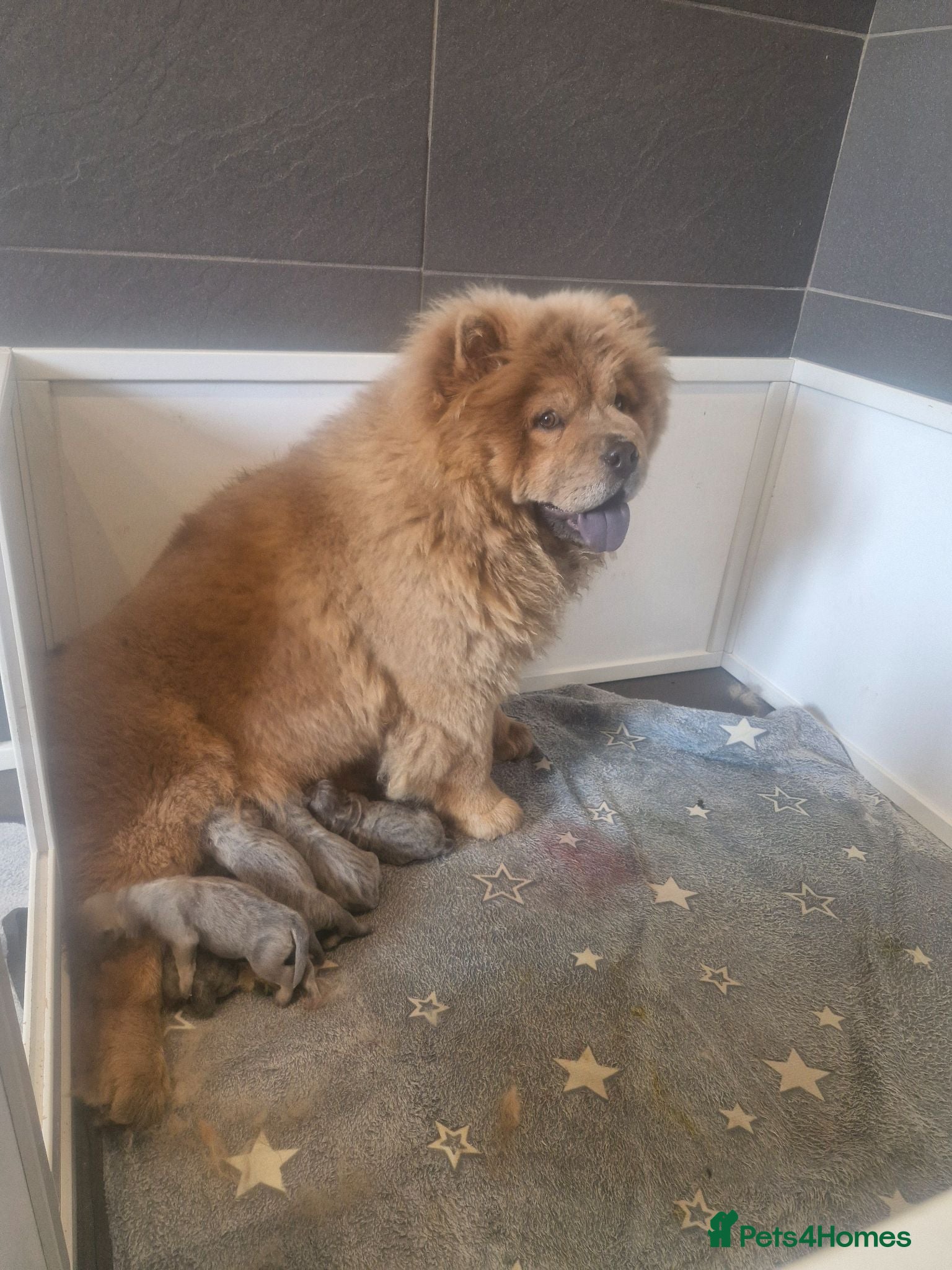 Chow Chow dogs 6 Stunning rough coat chow pups excellentbloodline - Advert 7