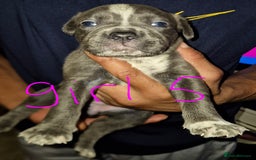 Mixed Breed dogs for sale: 10 beautiful cane corso cross bullmastiff puppies - Image 5
