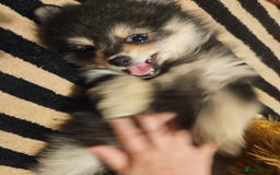 Pomeranian dogs for sale: Pomeranian black tan girl - Image 2