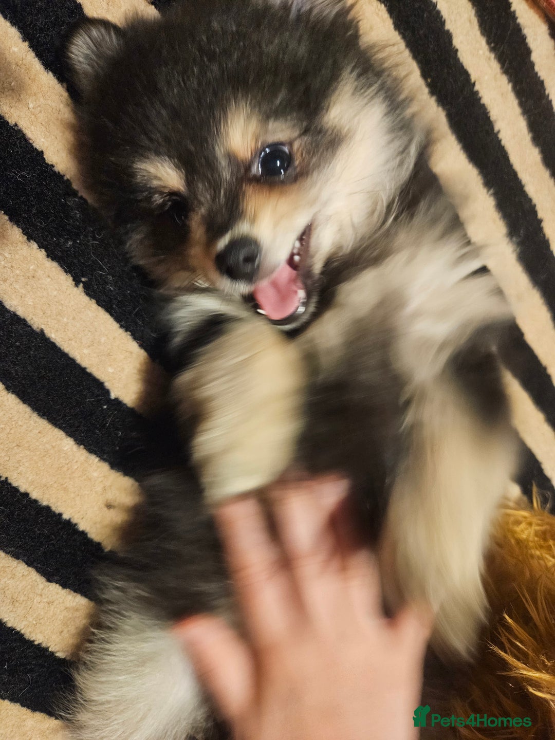 Pomeranian dogs for sale: Pomeranian black tan girl - Image 2