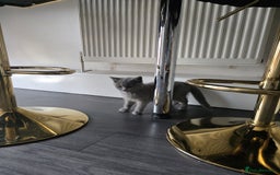British Shorthair cats for sale: British blue short hair kitten  - Image 2
