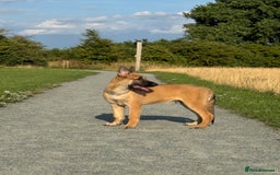 German Shepherd dogs for sale: Adorable German Shepherd Puppy for HisForever Home - Image 6