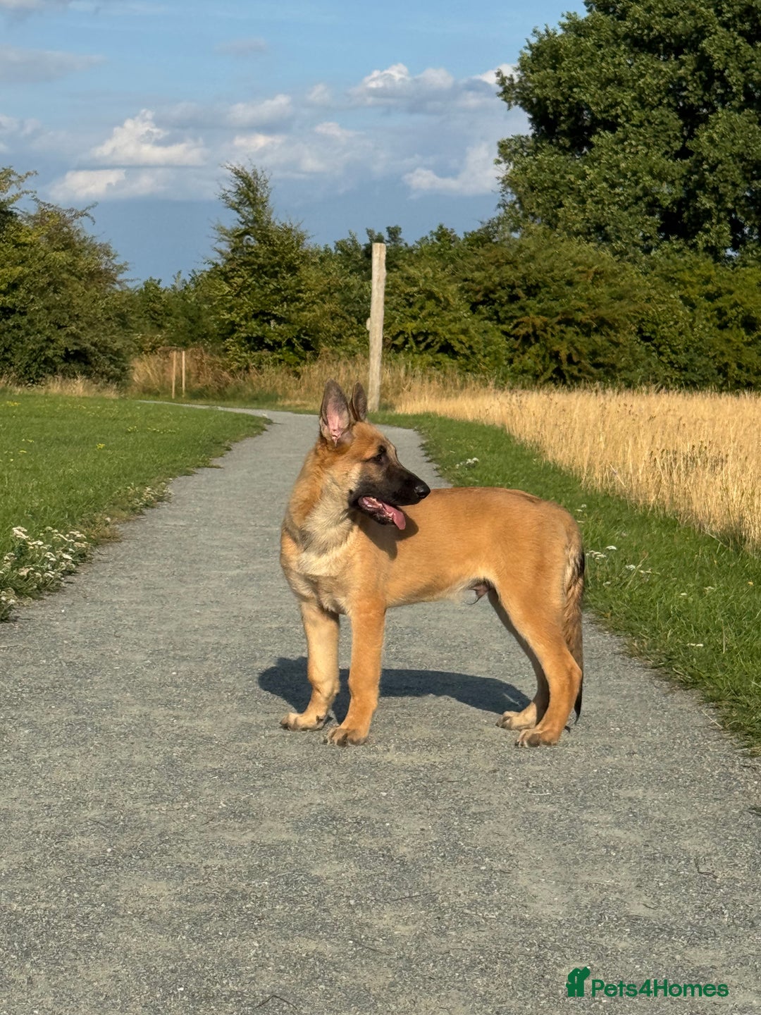 German Shepherd dogs for sale: Adorable German Shepherd Puppy for HisForever Home - Image 6