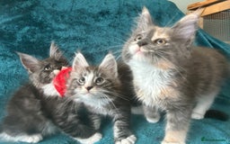 Maine Coon cats for sale: 4 LEFT! Tica registered non active mainecoons - Image 13