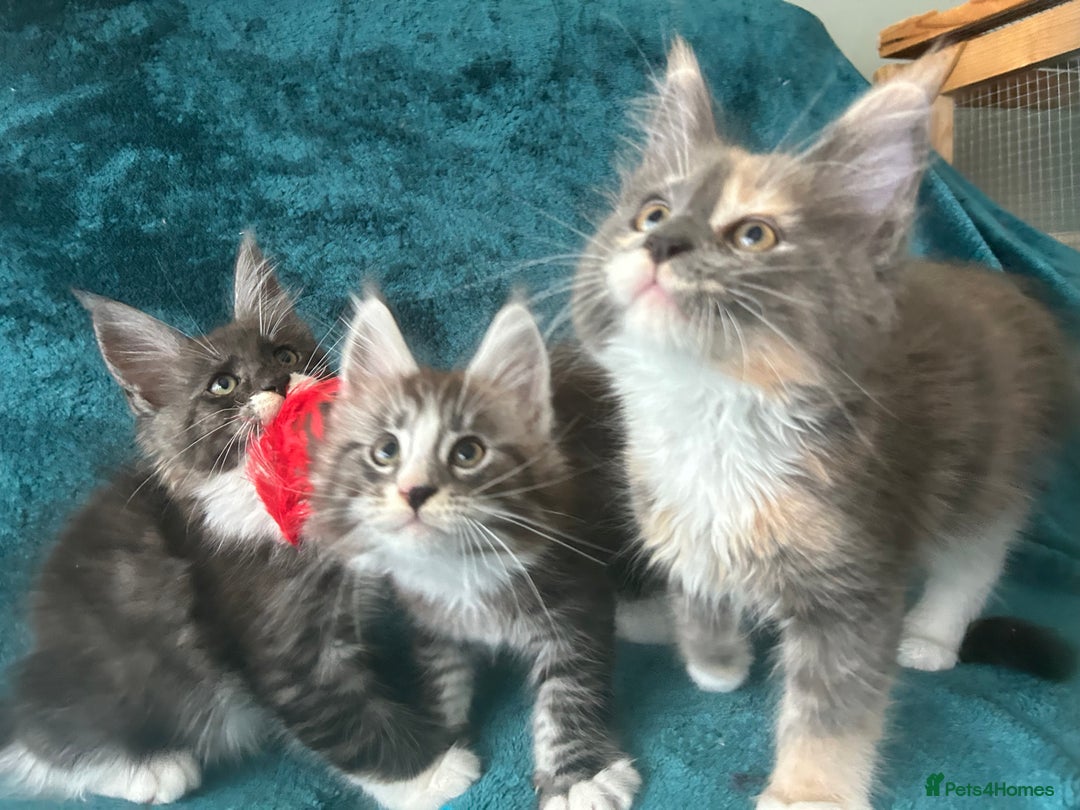 Maine Coon cats for sale: 4 LEFT! Tica registered non active mainecoons - Image 13