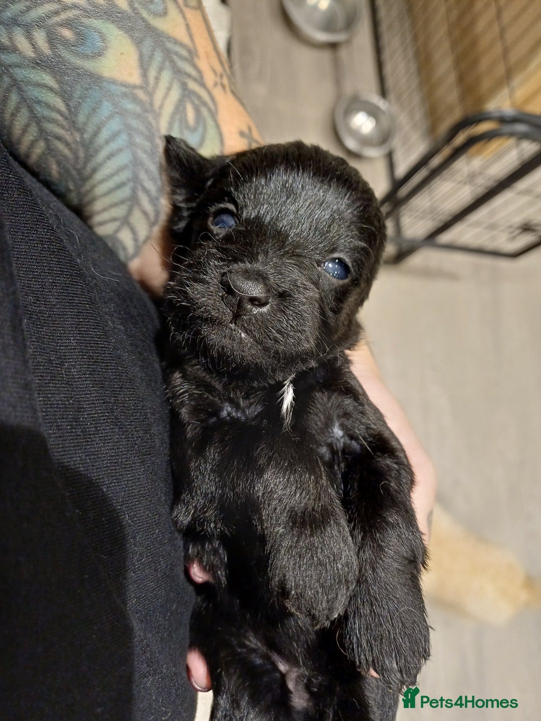 Schnoodle dogs for sale: Schnoodles - poodle and schnauzer mix - Advert 8