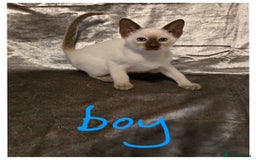Siamese cats for sale: Traditional Siamese Kittens  - Image 8