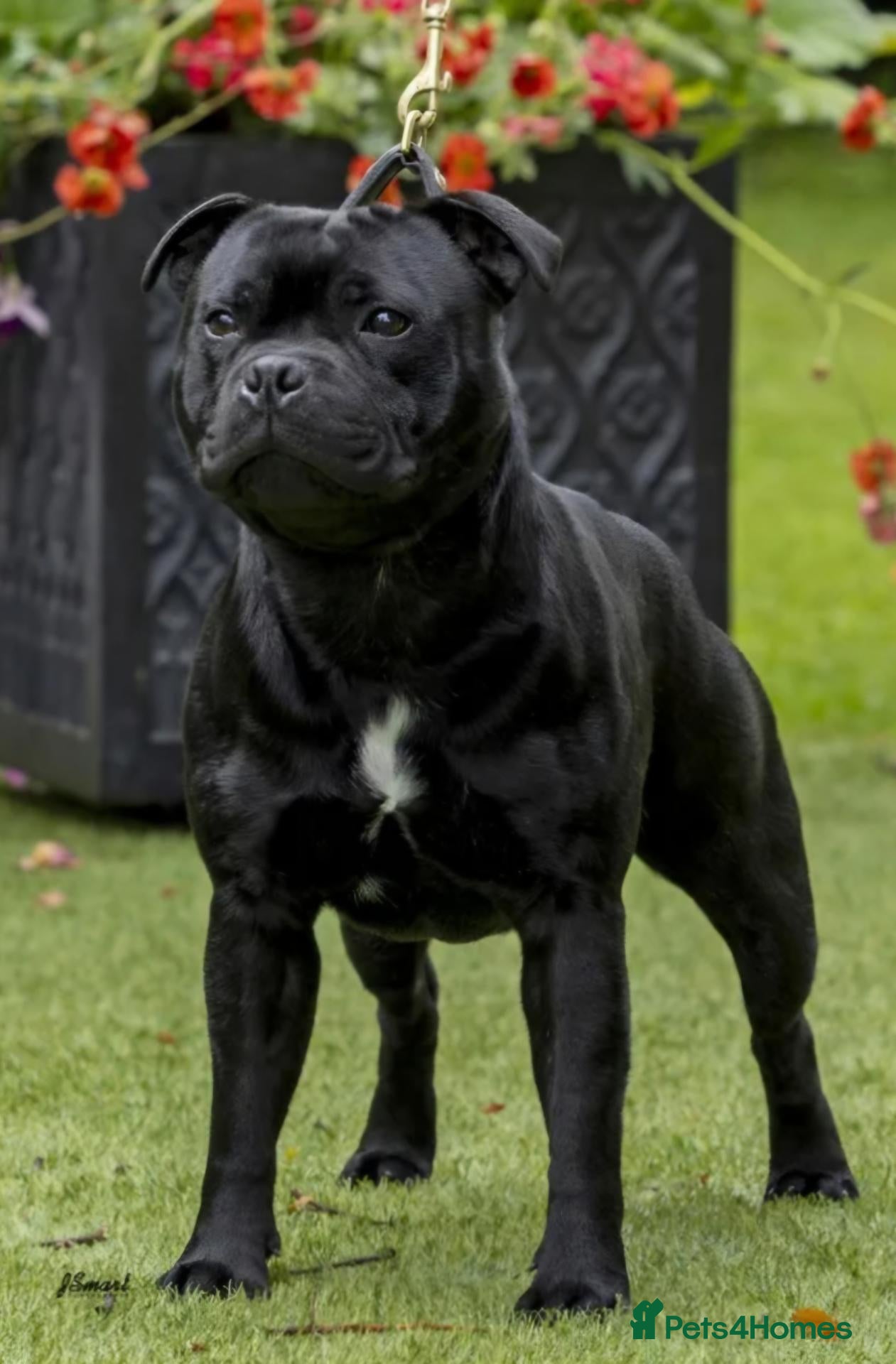 Staffordshire Bull Terrier dogs 🐾 One Boy Left, KC Reg, Eye Tested, HC & L2HGA 🐾 - Advert 1