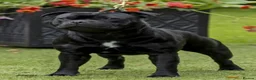 Staffordshire Bull Terrier dogs for sale: Valglo Sired, KC Reg, BVA Eye Tested, HC L2 Clear - Advert 3