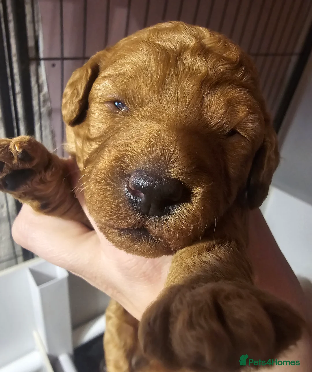 Labradoodle dogs for sale: Rare deep red labradoodles, absolutely stunning 😍 - Advert 6