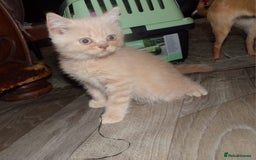 British Shorthair cats for sale:  ✨️ Joyful British Shorthair Kittens ✨️ - Image 8