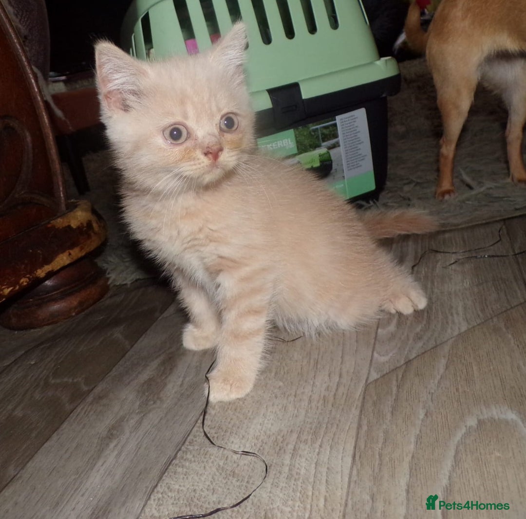British Shorthair cats for sale:  ✨️ Joyful British Shorthair Kittens ✨️ - Image 8