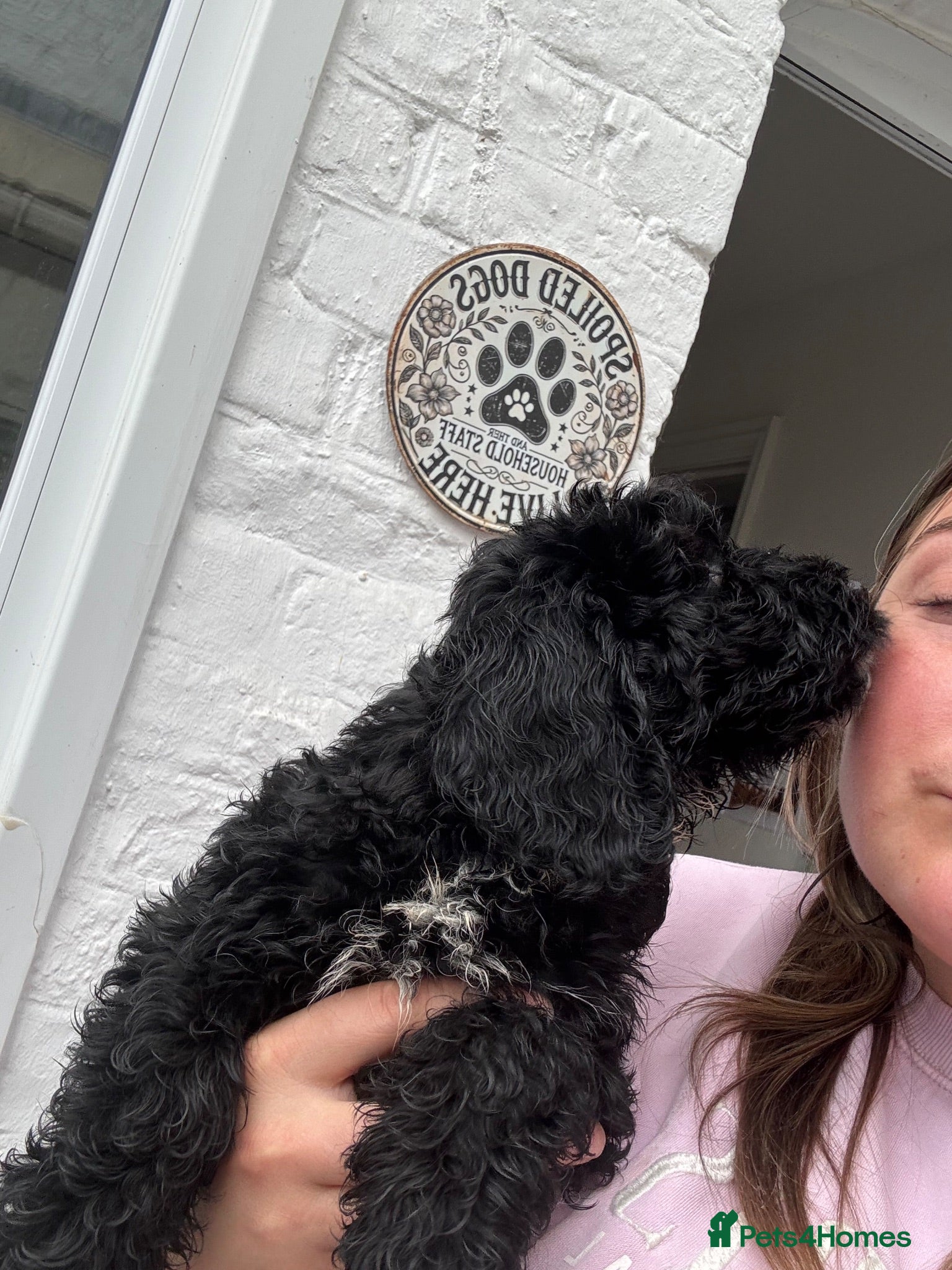 Cockapoo dogs ✨F1 Cockapoo Vet Checked ready to leave  - Advert 17