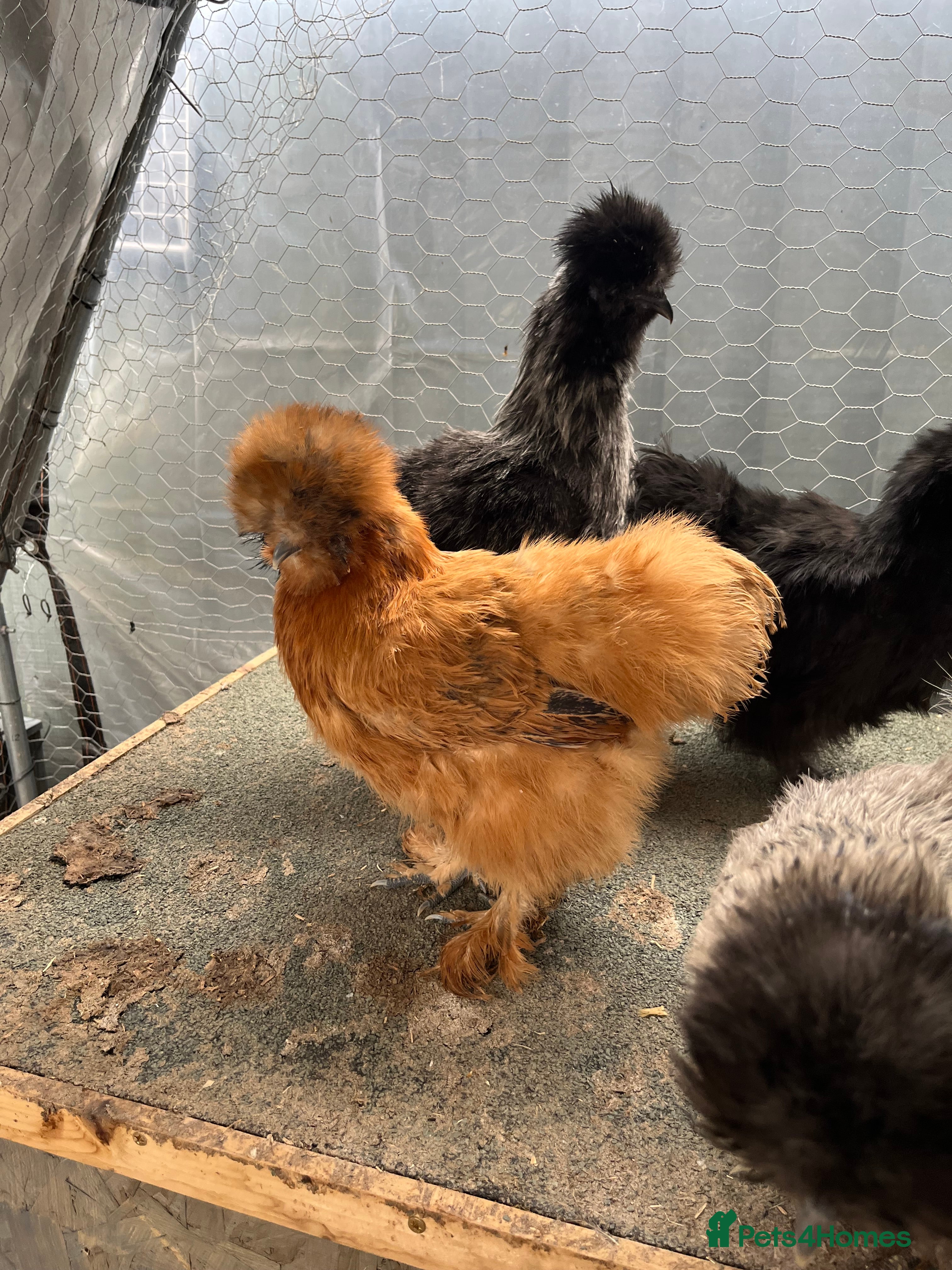 Chickens poultry Chicks, pullets, cockerels  - Advert 22