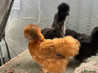 Chickens poultry Chicks, pullets, cockerels - Advert 22