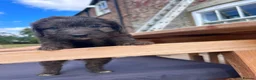 Cockapoo dogs for sale: Miniature F1 Cockapoo puppies Ready Now - Advert 1