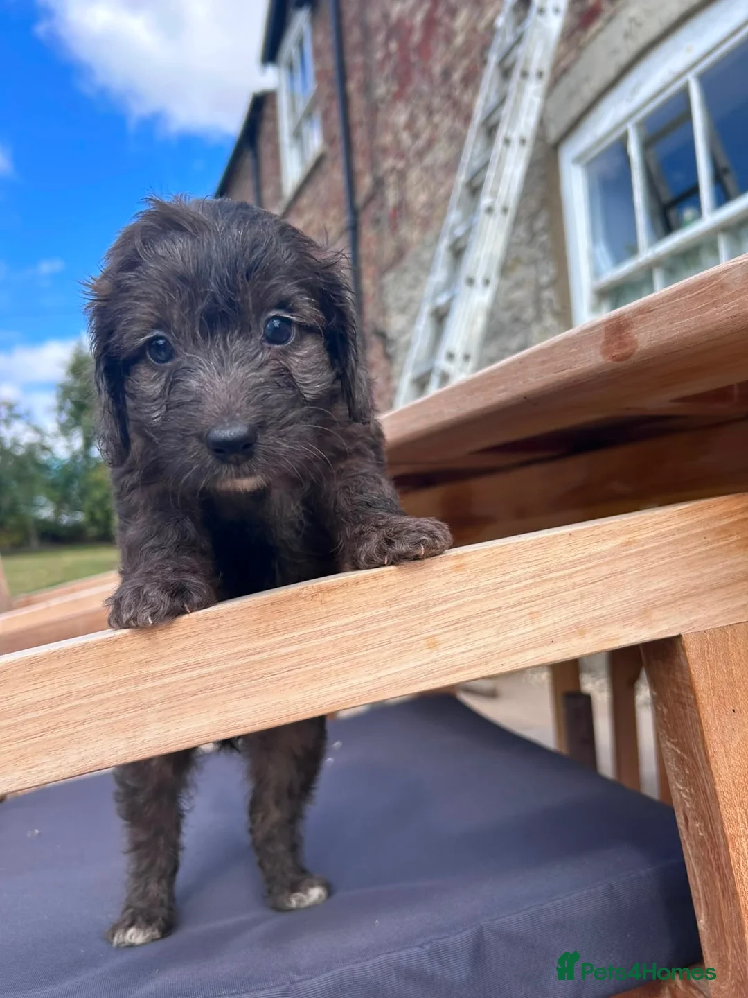 Cockapoo dogs for sale: Miniature F1 Cockapoo puppies Ready Now - Advert 1