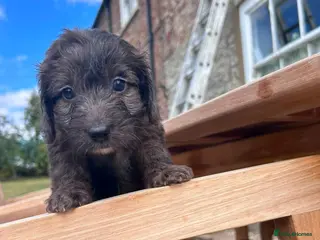 Cockapoo dogs Miniature F1 Cockapoo puppies Ready Now - Advert 11