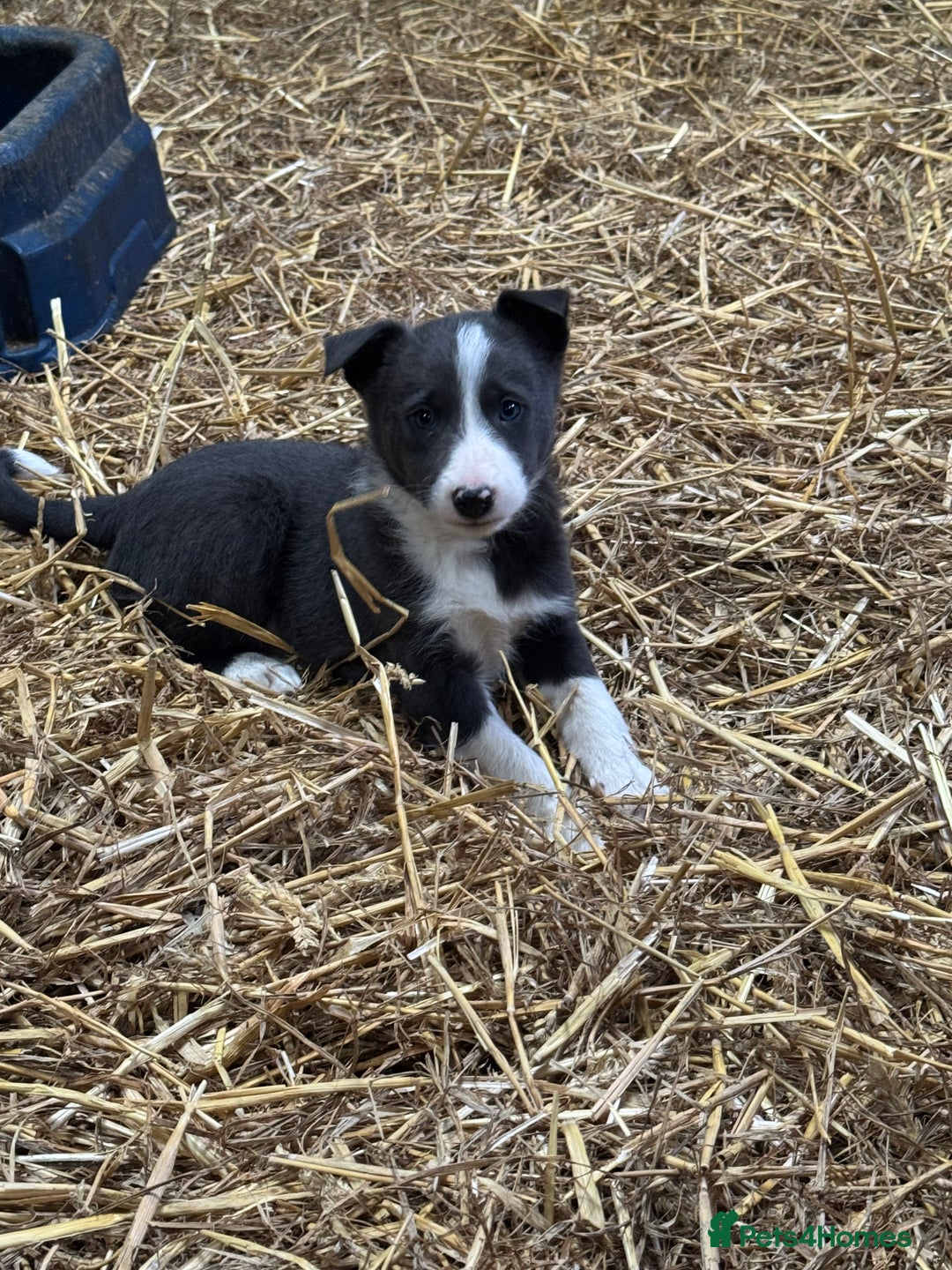Border Collie dogs for sale: 5 border collie puppies from working parents - Advert 5