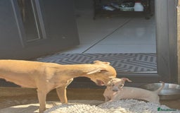 Italian Greyhound dogs for sale: Cooper beautiful silver grey very confident boy - Image 1