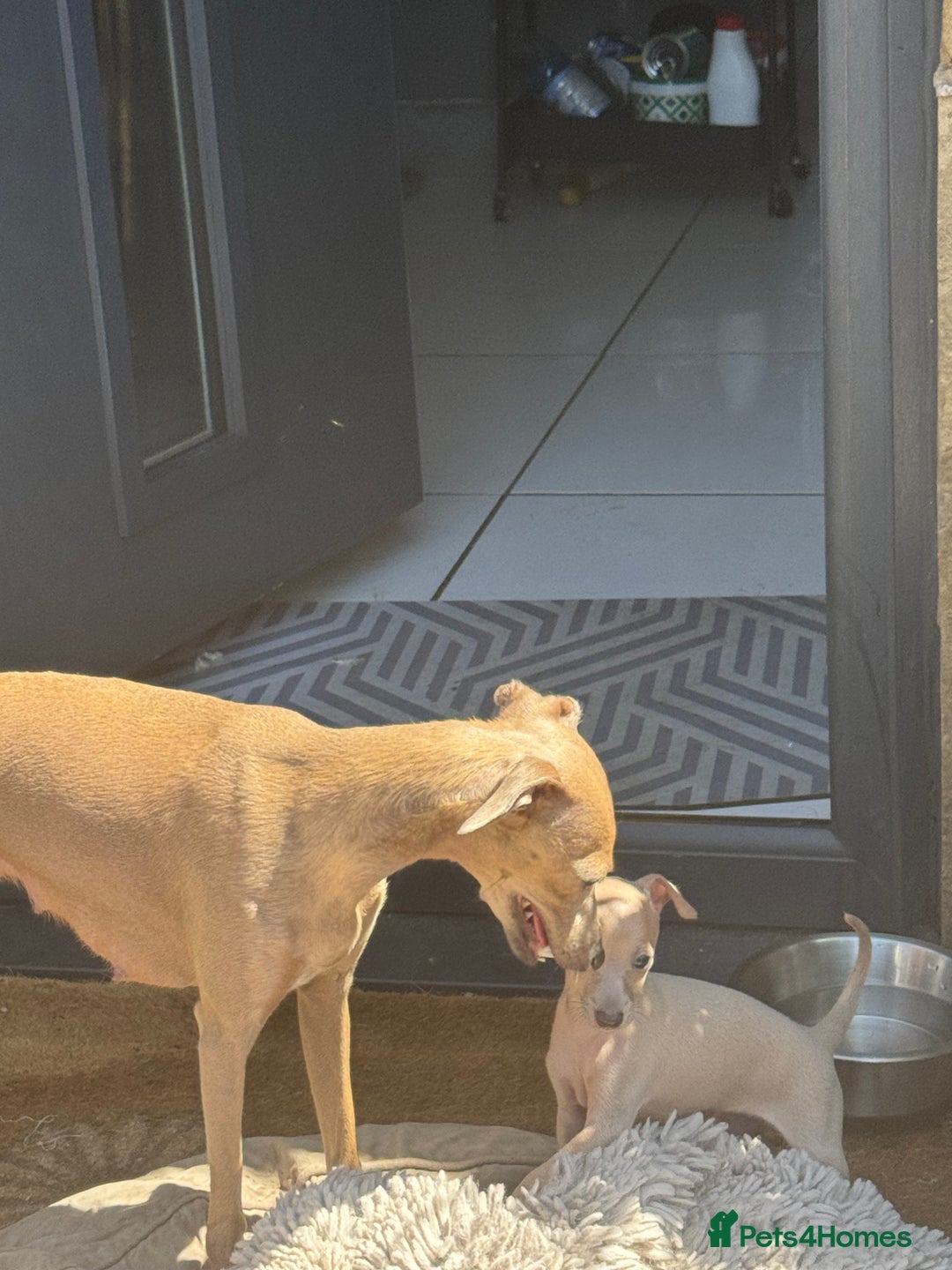 Italian Greyhound dogs for sale: Cooper beautiful silver grey very confident boy - Image 1
