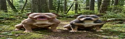 American Bully dogs for sale: American pocket bullies  - Advert 8