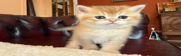 British Shorthair cats for sale: Top quality Golden BSH - Advert 14