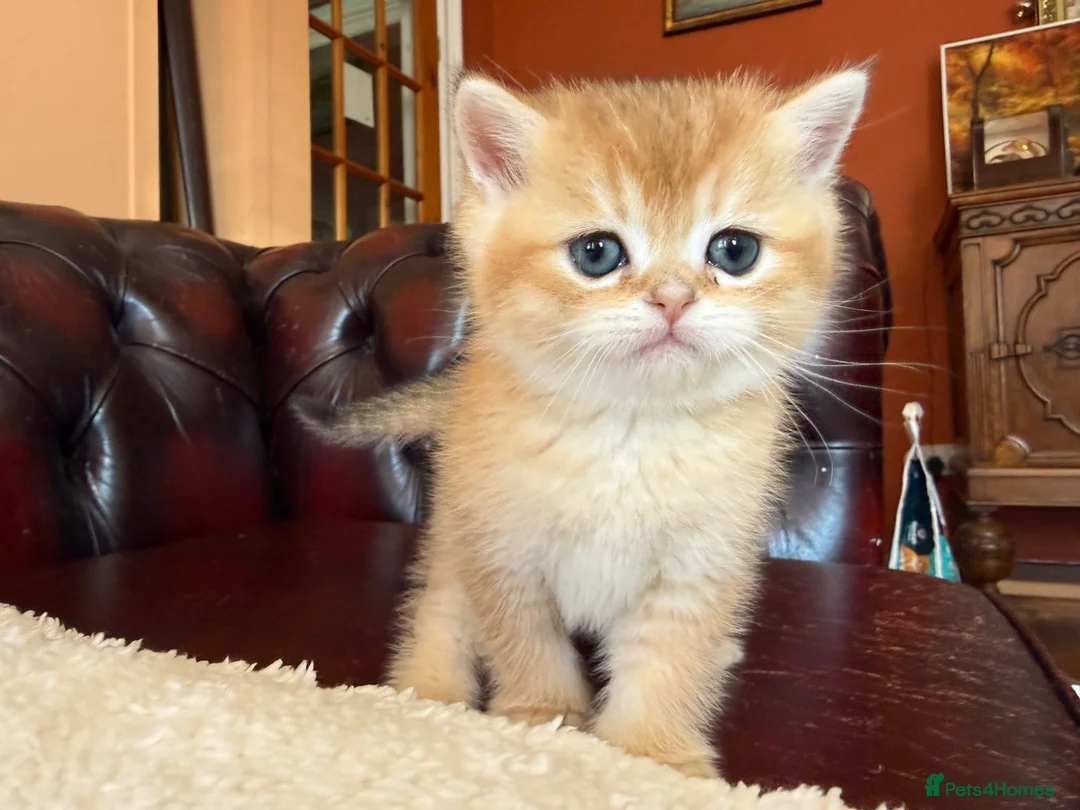 British Shorthair cats for sale: Top quality Golden BSH - Advert 17