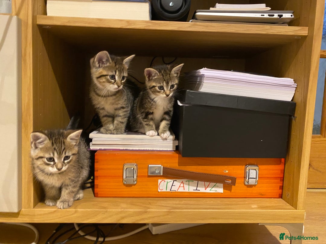 Mixed Breed cats for sale: Four gorgeous kittens  - Image 5