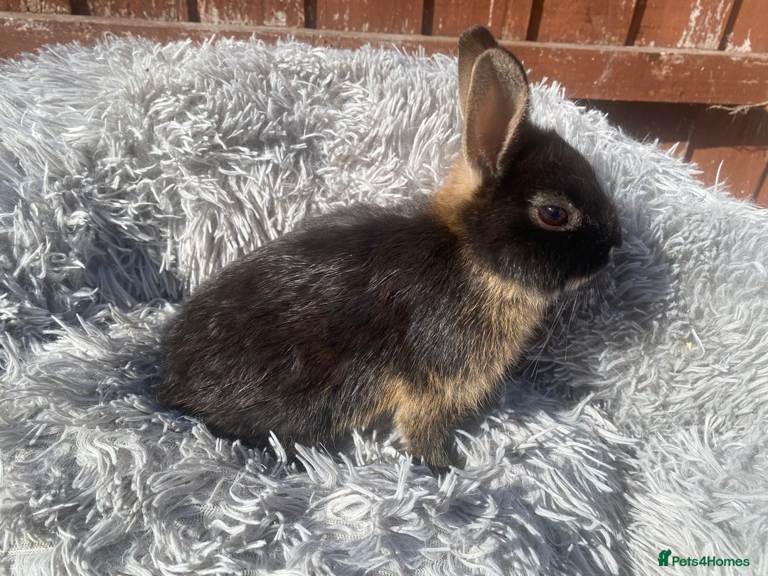 Netherland Dwarf rabbits for sale: Netherland dwarf - Image 2