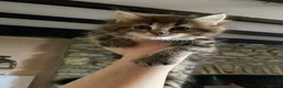 Maine Coon cats for sale: Stunning Maine coon x chinchilla kittens  in Llandysul - Advert 7