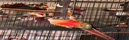 Conures birds for sale: Bonded pair of hand reared conures in Glasgow - Advert 6