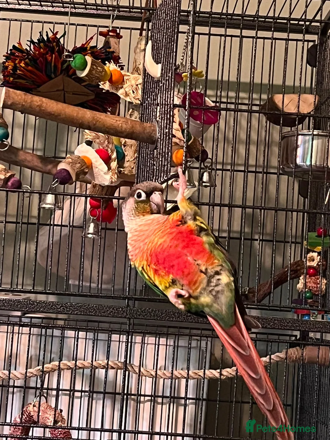 Conures birds for sale: Bonded pair of hand reared conures in Glasgow - Advert 6