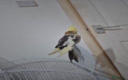Cockatiels birds for sale: Cockatiel. - Image 3