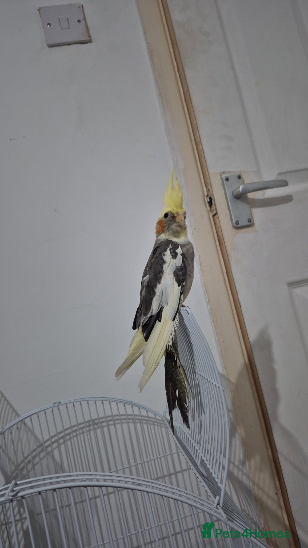 Cockatiels birds for sale: Cockatiel. - Image 3