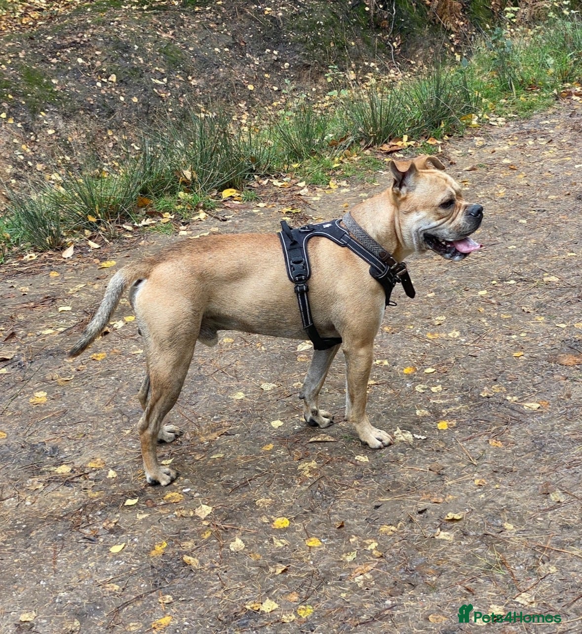 Mixed Breed dogs Hank – 7-Year-Old Un-Neutered Bulldog x Shar Pei - Advert 13